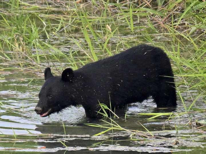 福島市街地にクマ出没、新幹線乗客から通報　阿武隈川河川敷を南下